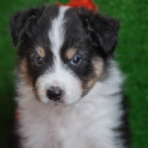 Perros Pastor Australiano en venta