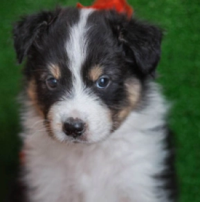 Perros Pastor Australiano en venta