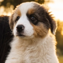 Kylie Minogue, tricolor Australian Shepherd for sale