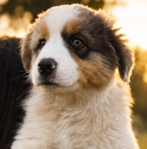Australian Shepherd puppy for sale