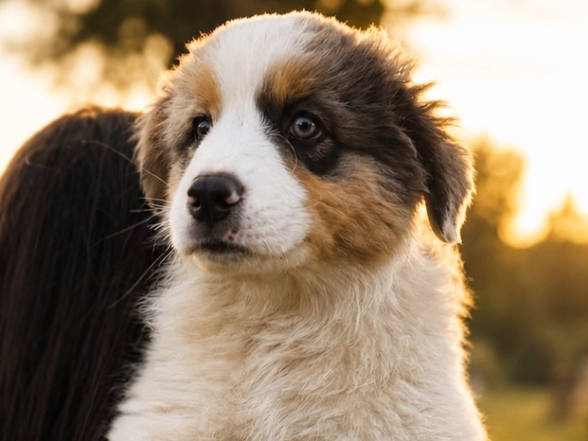 Australian Shepherd puppy for sale