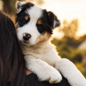Australian Shepherd puppy for sale
