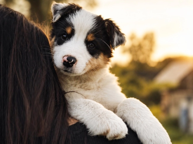 Australian Shepherd puppy for sale