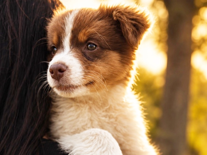Australian Shepherd puppy for sale