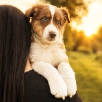 Elena, tricolor Australian Shepherd for sale