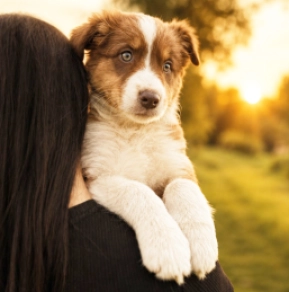 Australian Shepherd puppy for sale