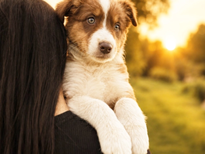 Australian Shepherd puppy for sale