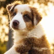 Endeavor, tricolor Australian Shepherd for sale
