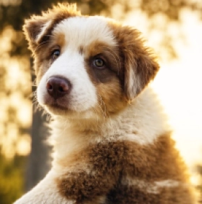 Australian Shepherd puppy for sale