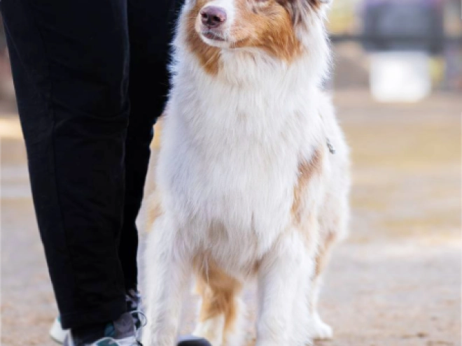 Australian Shepherd puppy for sale