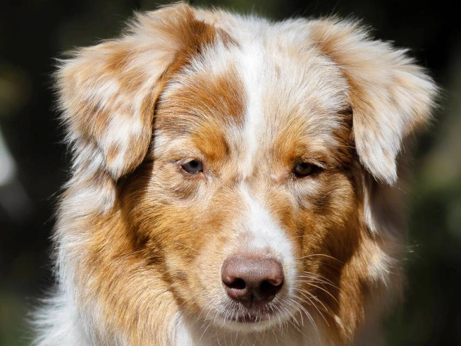 Australian Shepherd puppy for sale