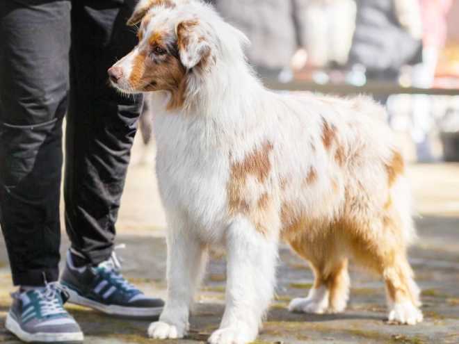 Australian Shepherd puppy for sale