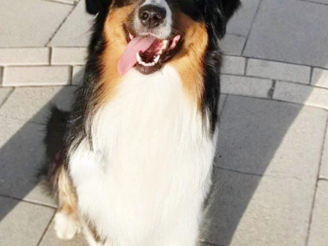 Australian Shepherd puppy for sale