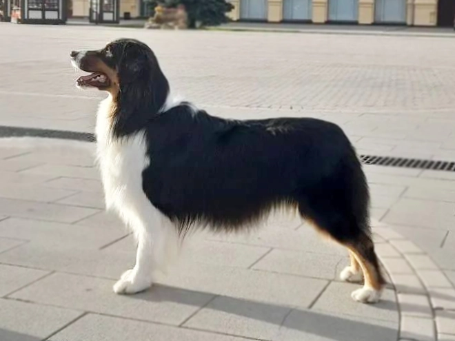 Australian Shepherd puppy for sale