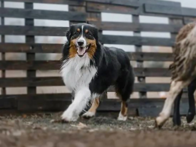 Australian Shepherd puppy for sale