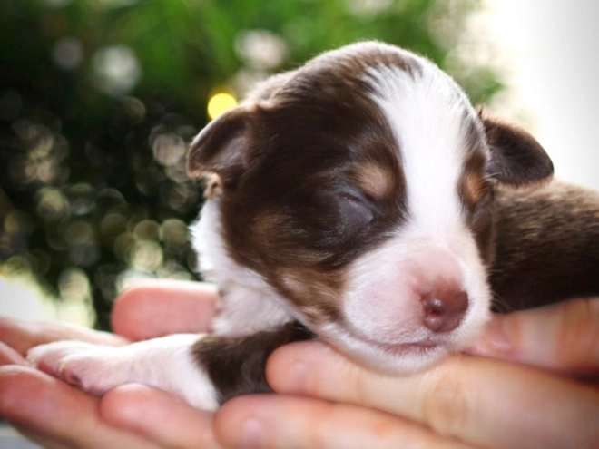 Perros Pastor Australiano en venta