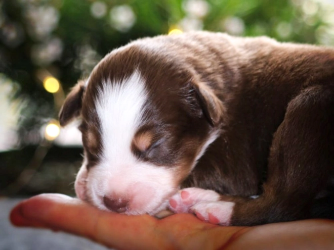 Perros Pastor Australiano en venta