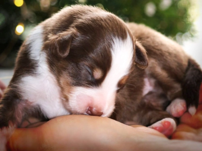 Perros Pastor Australiano en venta