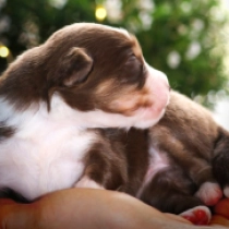 Brienna – Miniature American Shepherd, tricolor Australian Shepherd for sale