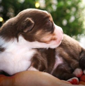 Australian Shepherd puppy for sale