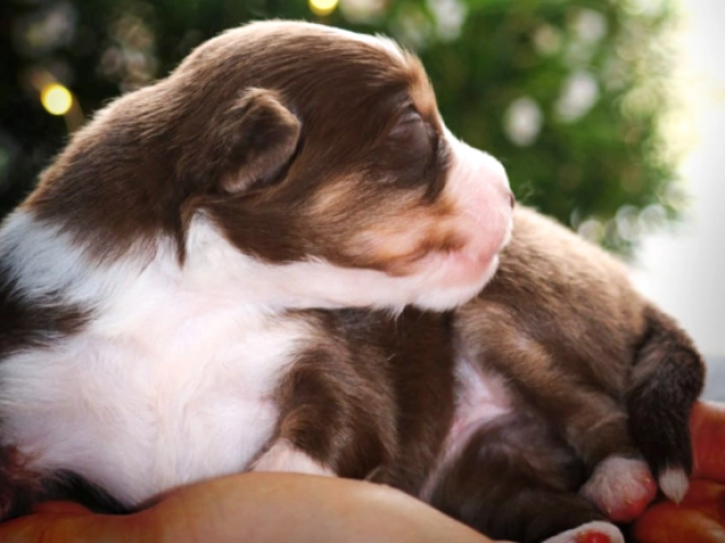 Perros Pastor Australiano en venta