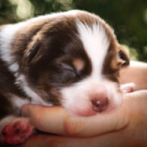 Brunhilda – Miniature American Shepherd, tricolor Australian Shepherd for sale