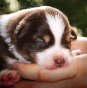 Australian Shepherd puppy for sale