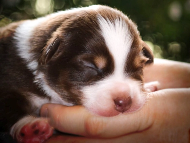 Perros Pastor Australiano en venta