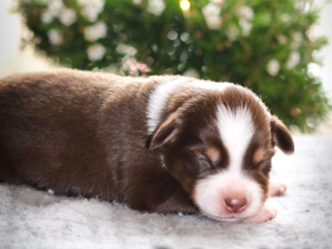 Perros Pastor Australiano en venta