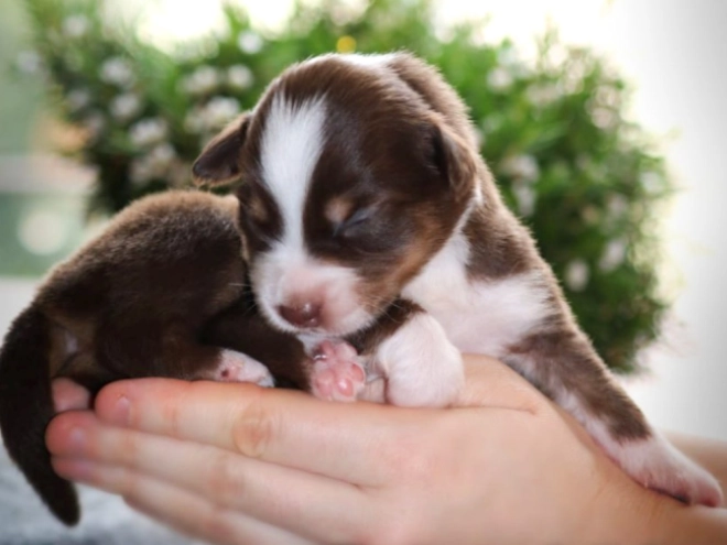 Perros Pastor Australiano en venta