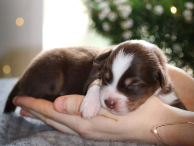 Perros Pastor Australiano en venta