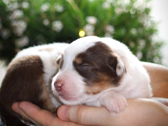 Perros Pastor Australiano en venta