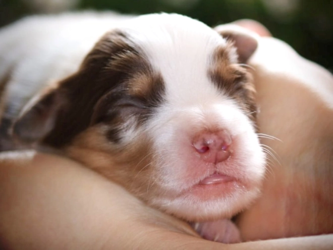 Perros Pastor Australiano en venta