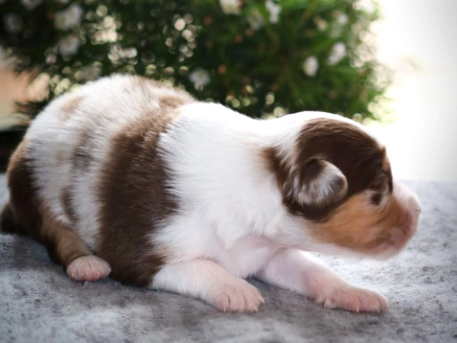 Perros Pastor Australiano en venta