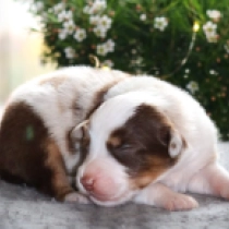 Bennet – Miniature American Shepherd, tricolor Australian Shepherd for sale