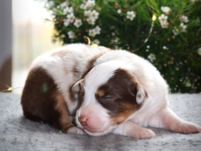 Perros Pastor Australiano en venta