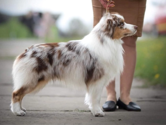Perros Pastor Australiano en venta