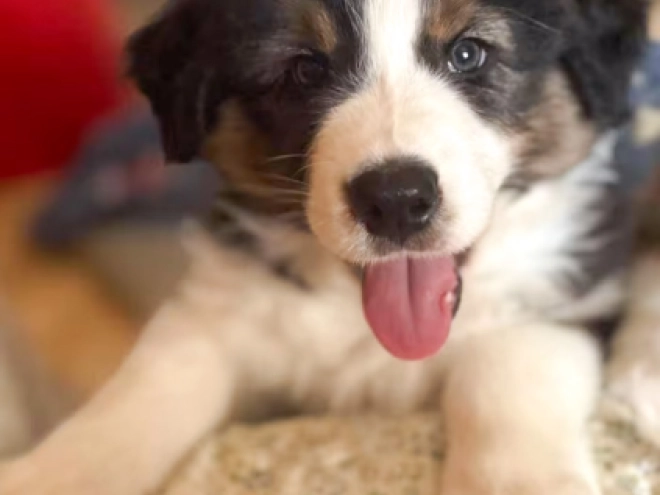 Australian Shepherd puppy for sale