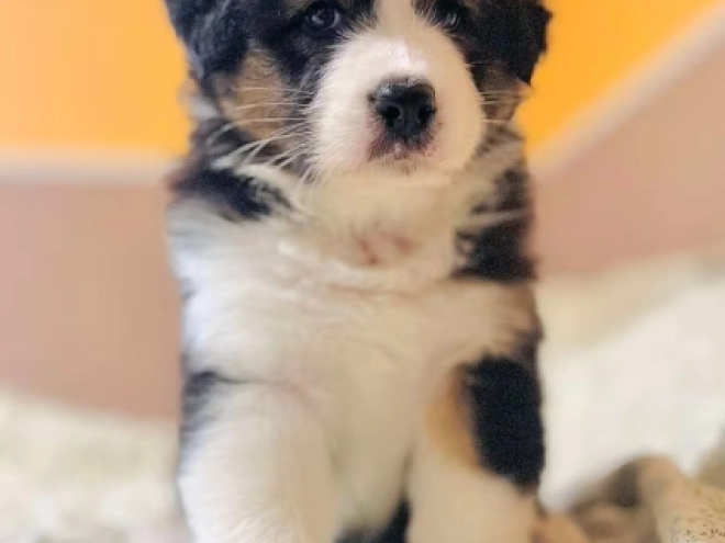 Australian Shepherd puppy for sale