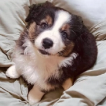 Range Rover, tricolor Australian Shepherd for sale