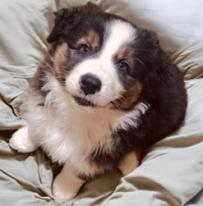 Australian Shepherd puppy for sale