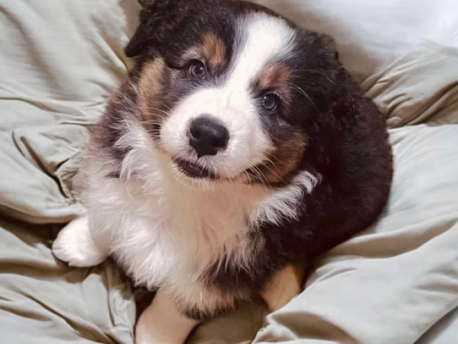 Australian Shepherd puppy for sale