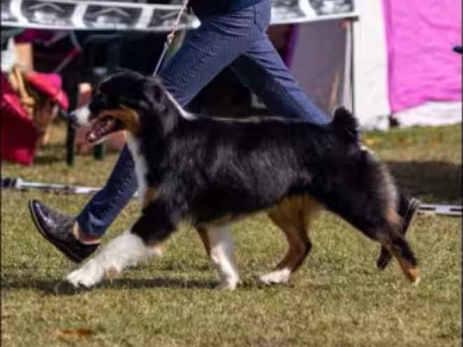 Australian Shepherd puppy for sale