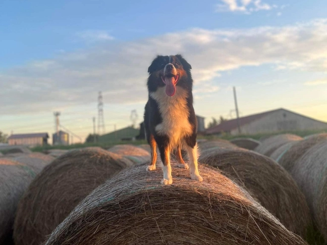 Australian Shepherd puppy for sale
