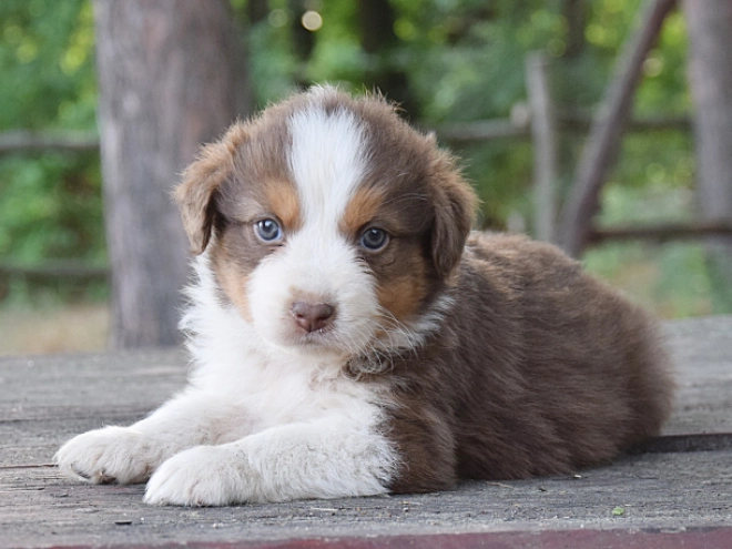 Australian Shepherd puppy for sale