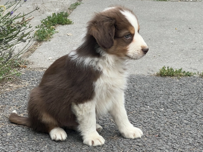 Australian Shepherd puppy for sale