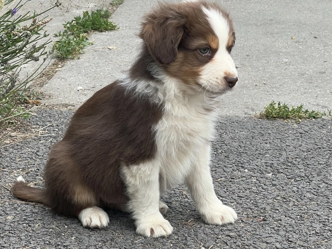 Australian Shepherd puppy for sale