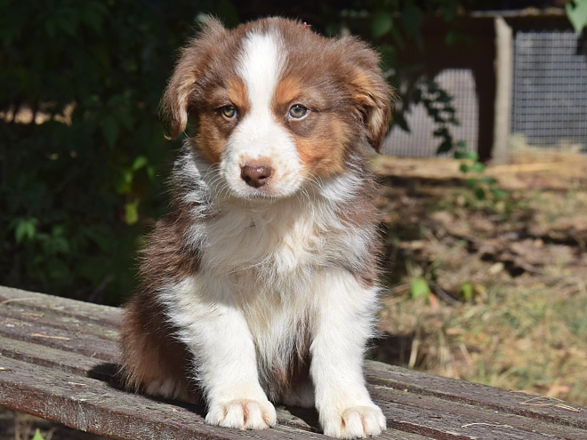 Australian Shepherd puppy for sale