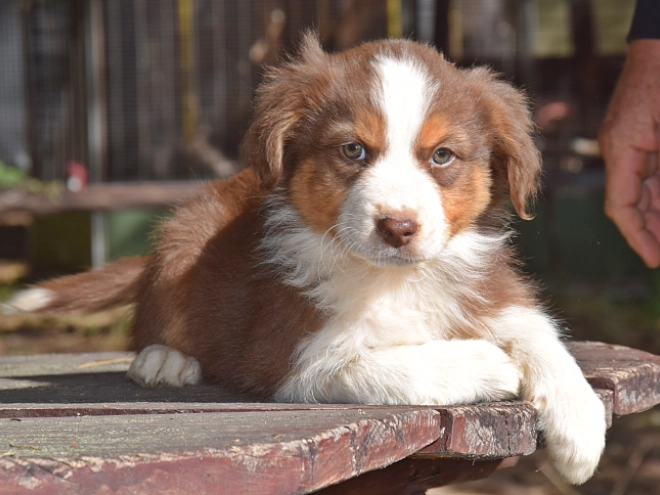 Australian Shepherd puppy for sale