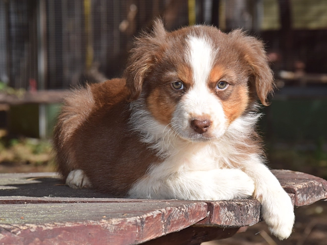 Australian Shepherd puppy for sale